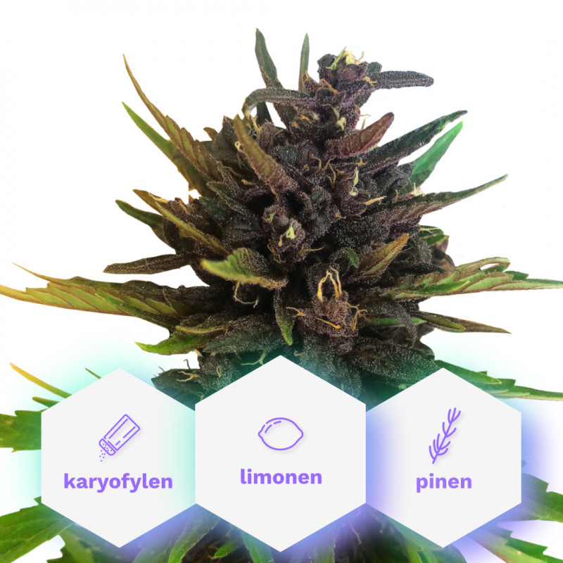 Auto Purple CBD rostliny mají vysoký obsah CBD